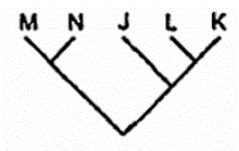 Trong các sơ đồ sau đây, sơ đồ nào phù hợp nhất thể hiện mối quan hệ tiến hóa của 5 loài trên? A. B. C. D. (ảnh 4)
