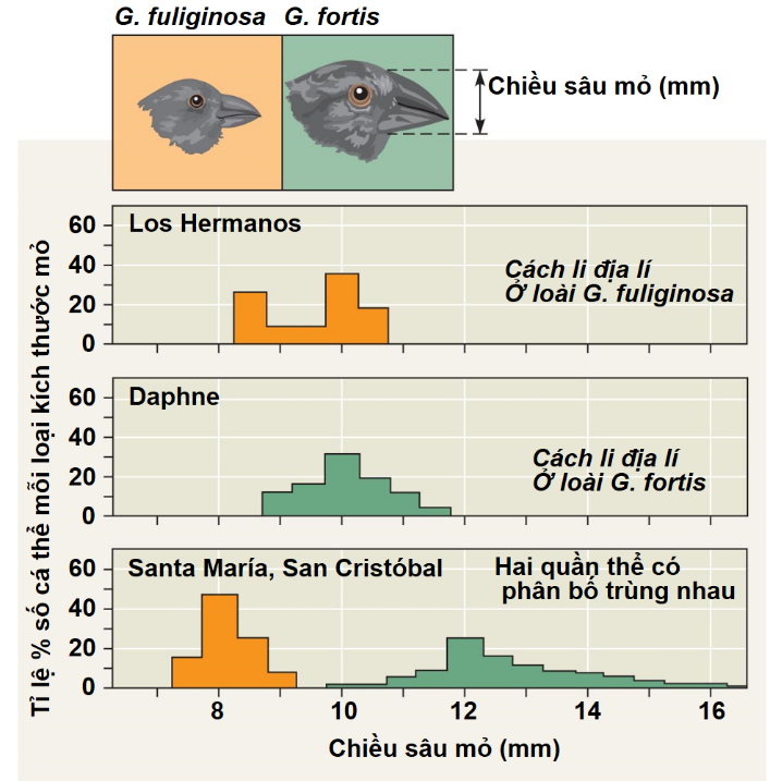 Các nghiên cứu về loài chim sẻ trên quần đảo Galápagos đã chỉ ra rằng sự thay thế sinh thái đóng vai trò quan trọng trong việc giảm cạnh tranh thức ăn giữa các loài. (ảnh 1)