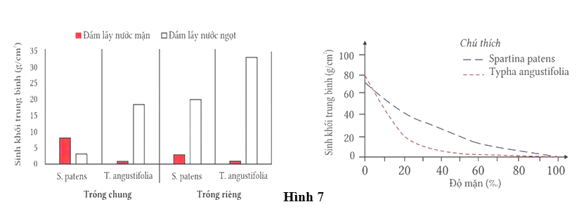 Spartina patens và Typha angustifolia là những loài thực vật đầm lầy ở khu vực nội lục châu Mỹ. Để nghiên cứu ảnh hưởng của nước biển tới hai loài loài thực vật này, các nhà nghiên cứu đã tiến hành một loạt các thí nghiệm:  (ảnh 1)