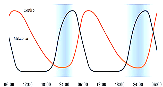 Quan sát hình 28 về hai loại hormone ảnh hưởng đến nhịp sinh học ngày và đêm. (1) 6:00 - 12:00; (2) 12:00 - 18:00; (3) 18:00 - 24:00, nồng độ melatonin ở mức thấp trong bao nhiêu khoảng thời gian? (ảnh 1)