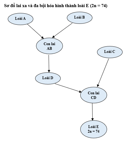 Loài E (2n = 74) là một loài thực vật được hình thành bằng con đường lai xa và đa bội hóa được mô tả như sơ đồ bên dưới (hình 1). Đồ thị dưới đây (hình 2) biểu diễn số lượng nhiễm sắc thể của các loài tham gia hình thành loài E. (ảnh 1)