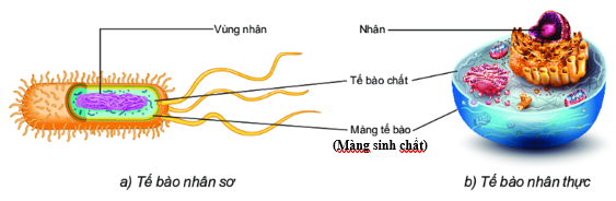 Hình ảnh sau cho thấy tế bào nhân sơ và tế bào nhân thực đều có các thành phần cơ bản tương tự nhau.     	Đây là nội dung của bằng chứng  A. phôi sinh học.	B. giải phẫu so sánh.	C. tế bào học.	D. sinh học phân tử. (ảnh 1)