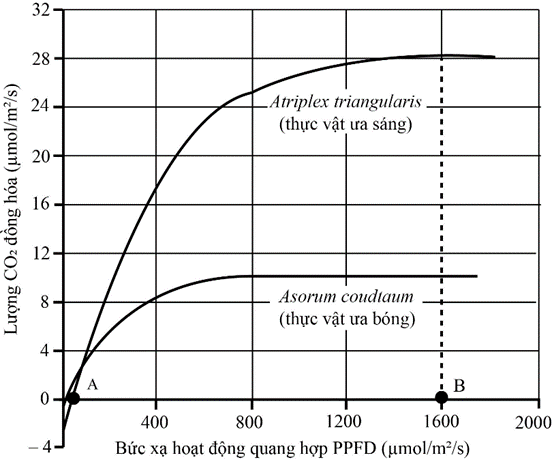 Hình 1 thể hiện ảnh hưởng của ánh sáng đến quang hợp của thực vật ưa sáng và ưa bóng (A: Điểm bù ánh sáng, B: Điểm bão hòa ánh sáng của thực vật ưa sáng). (ảnh 1)