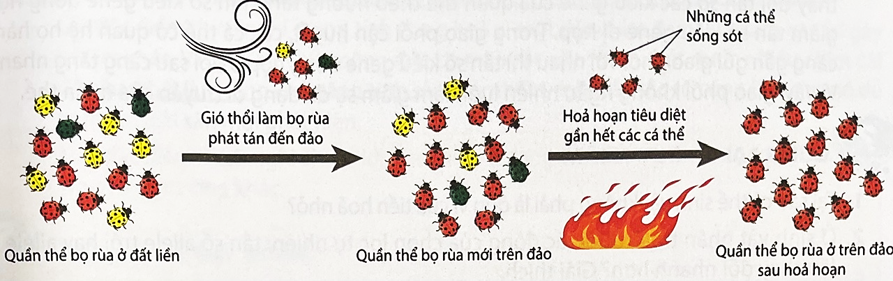 Sơ đồ Hình 1 sau đây minh hoạ tác động của nhân tố tiến hoá nào đến quần thể bọ rùa?   Hình 1 A. Chọn lọc tự nhiên. 	B. Đột biến.	    C. Dòng gene. 	D. Phiêu bạt di truyền. (ảnh 1)