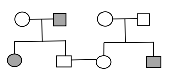 Ở người, bệnh mù màu do gen lặn (m) nằm trên NST X quy định. Ở một cặp vợ chồng bình thường, bên phía người vợ có bố và em trai bị mù màu,  (ảnh 2)