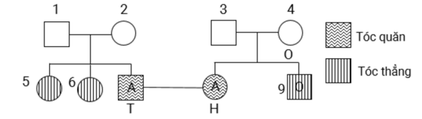 Ở người, xét 2 gene trên 2 cặp NST thường; gene quy định nhóm máu có 3 allele là IA, IB, IO. Kiểu gene IAIA và IAIO quy định nhóm máu A; kiểu gene IBIB và IBIO quy định nhóm máu B; (ảnh 1)