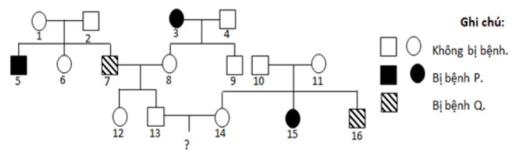 Sơ đồ phả hệ dưới đây mô tả 2 bệnh di truyền ở người, trong đó có một bệnh do gene nằm trên vùng không tương đồng của NST giới tính X quy định. (ảnh 1)