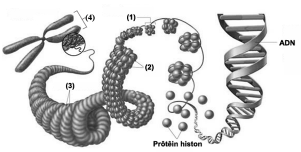 Hình bên dưới mô tả cấu trúc siêu hiển vi của vật chất di truyền ở cấp độ tế bào của sinh vật nhân thực.  Nhận định sau đây là đúng? (ảnh 1)