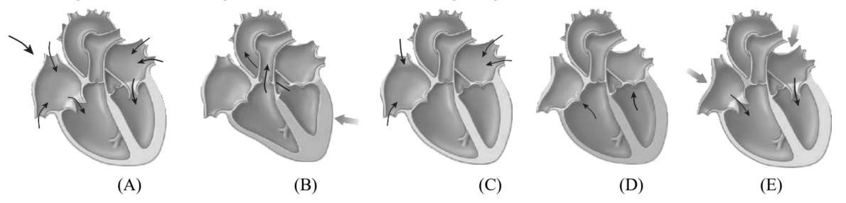 Tim là bộ phận quan trọng trong hệ tuần hoàn của động vật, với chức năng bơm đều đặn để đẩy máu theo các động mạch và đem dưỡng khí và các chất dinh dưỡng đến toàn bộ cơ thể, đồng thời loại bỏ các chất thải trong quá trình trao đổi chất. (ảnh 1)