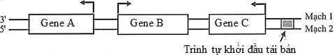 Sơ đồ dưới đây mô tả 3 gene A, B, C nằm trên phân tử DNA vùng nhân ở một vi khuẩn. Mũi (ảnh 1)