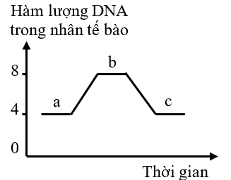 Đồ thị hình dưới đây mô tả sự biến động hàm lượng DNA của nhân trong một tế bào lưỡng bội qua các giai đoạn của quá trình phân bào. Có bao nhiêu nhận định sau đây đúng? (ảnh 1)