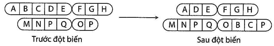 Hình sau đây mô tả cơ chế phát sinh một dạng của đột biến cấu trúc nhiễm sắc thể. Phát biểu nào sau đây là đúng về dạng đột biến này? (ảnh 1)