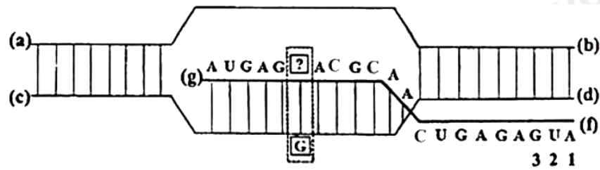 Trong Hình dưới mô tả một giai đoạn của quá trình phiên mã xảy ra trong vùng ở sinh vật nhân sơ. (ảnh 1)