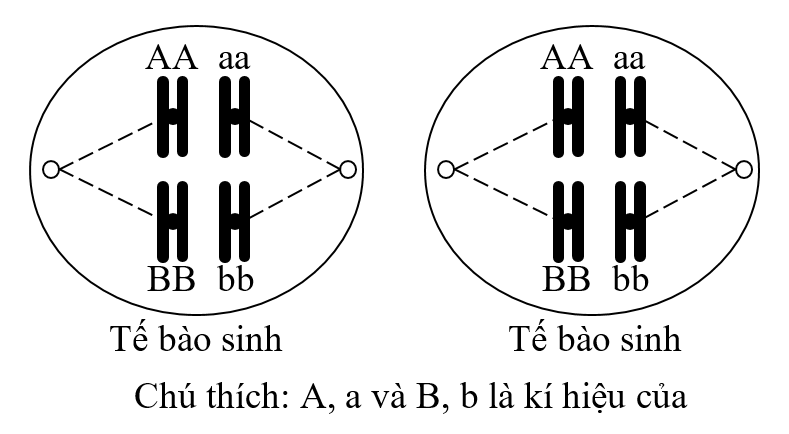 Hình bên mô tả một giai đoạn của 2 tế bào cùng loài đang trong quá trình giảm phân. Giả sử tế bào sinh tinh có 1 cặp NST không phân li trong giảm phân 1, giảm phân 2 bình thường; tế bào sinh trứng giảm phân bình thường. (ảnh 1)