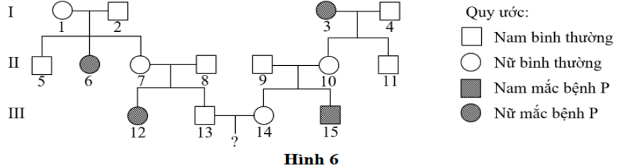 Hình 6 mô tả sự di truyền một bệnh ở người (bệnh P) trong một gia đình.     Biết rằng bệnh P do một trong hai allele của một gene  quy định, không có đột biến mới phát sinh.  (ảnh 1)