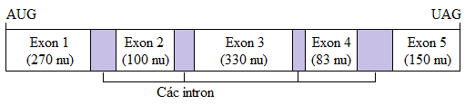 Cho biết một bản sao sơ cấp của mARN vừa được phiên mã từ mộtgene phân đoạn có các exon và các intron với số nucleotide tương ứng như sau: (ảnh 1)