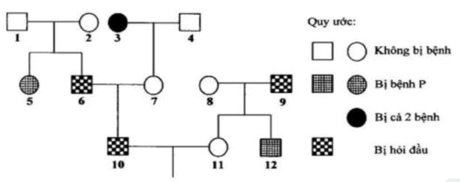 Phả hệ ở hình bên mô tả sự di truyền 2 bệnh ở người:     Biết rằng hai cặp gene  quy định hai tính trạng nói trên nằm trên NST thường và phân li độc lập với nhau. Bệnh hói đầu do allele trội H quy định, kiểu gene  dị hợp  (ảnh 1)