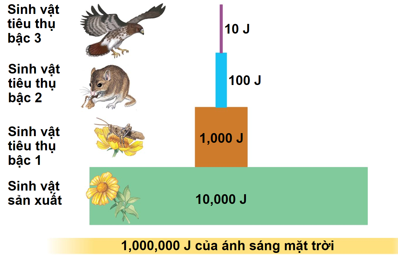 Hình 5 minh họa hiệu suất chuyển hoá năng lượng qua các bậc dinh dưỡng một của hệ sinh thái rừng. Nếu hệ sinh thái này nhận được 10.000.000 Joule (J) từ ánh sáng mặt trời, năng lượng khả dụng cho sinh vật thuộc bậc dinh dưỡng cấp 3 là bao nhiêu Joule? (ảnh 1)