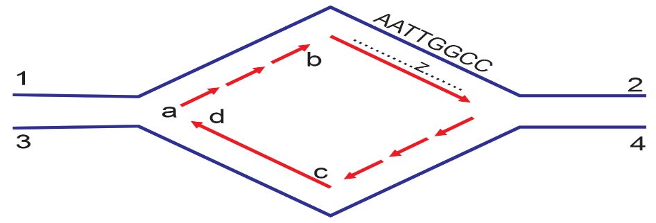 Hình sau đây mô tả cơ chế nhân đôi:   Số đoạn “RNA mồi” cần thiết cho quá trình tái bản đã diễn ra là bao nhiêu?   (ảnh 1)