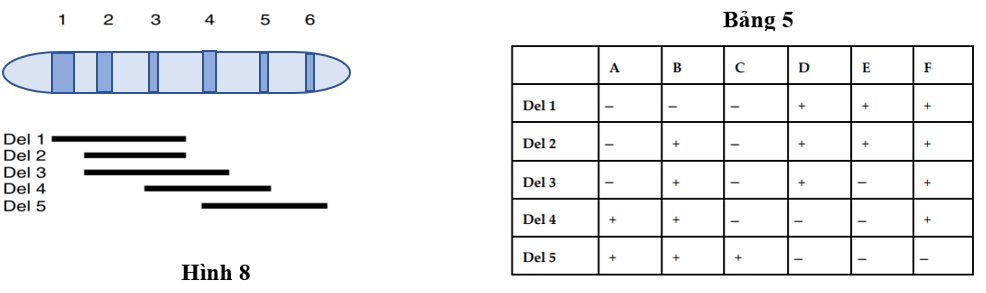 Hình 8 mô tả một nhiễm sắc thể của ruồi giấm Drosophila với 6 locus được đánh số từ 1 đến 6. Trên đó có các gene A, B, C, D, E và F (thứ tự chưa biết). (ảnh 1)