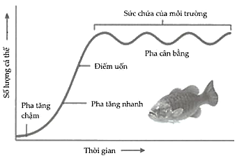Hình 10 là đồ thị mô tả sự tăng trưởng kích thước một quần thể cá rô (ảnh 1)