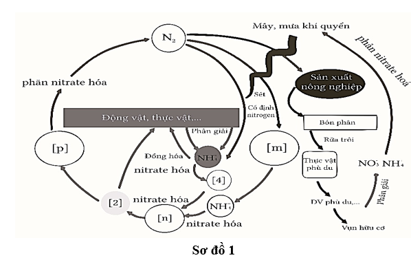 Tìm hiểu về chu trình sinh - địa – hoá vật chất theo sơ đồ 1, sắp xếp các nhận định đúng theo trình tự lớn đến bé? (ảnh 1)