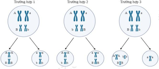 Hình dưới đây thể hiện một nhóm gồm 3 tế bào sinh tinh đều có kiểu gene AaBb đang ở kì giữa và kì cuối giảm phân I theo 3 trường hợp; trong đó có một tế bào diễn ra theo trường hợp 1; một tế bào diễn ra theo trường hợp 2; (ảnh 1)