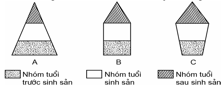 Cấu trúc tuổi là yếu tố phản ánh sự phân bố theo nhóm tuổi trong một quần thể. Tùy theo điều kiện sống, mức sinh – tử – phát triển, cấu trúc tuổi có thể biểu hiện quần thể trẻ,  (ảnh 1)