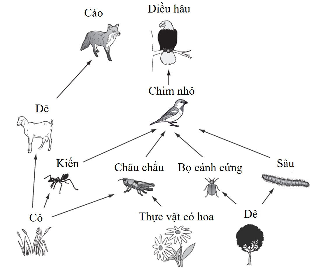 Hình 12 thể hiện một phần của lưới thức ăn ở hệ sinh thái rừng mưa nhiệt đới. Có bao nhiêu chuỗi thức ăn khác nhau có thể hình thành từ lưới thức ăn này? (ảnh 1)