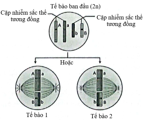 Hình bên mô tả một giai đoạn trong quá trình phân chia của một tế bào. Phân tích hình và cho biết, nếu tế bào 1 tiếp tục phân chia bình thường sẽ tạo ra bao nhiêu tế bào con có chứa gene A? (ảnh 1)