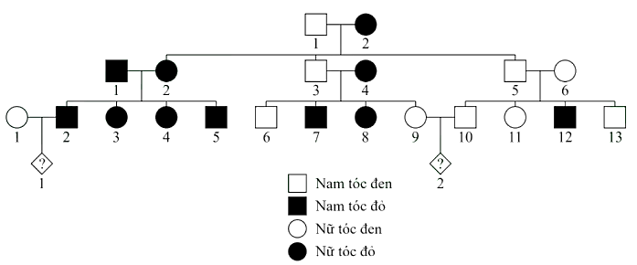 Sơ đồ phả hệ dưới đây mô tả tính trạng màu tóc ở người do 1 gene  gồm 2 allele quy định. Màu tóc đỏ do một đột biến trên gene  M, mặc dù tóc đỏ là kiểu hình hiếm trên toàn thế giới, nhưng trong quần thể nghiên cứu có đến 36% người tóc đỏ. (ảnh 1)