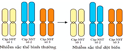 Hình 11 mô tả bộ nhiễm sắc thể bình thường và bộ nhiễm sắc thể của một thể đột biến. Khi thể đột biến này giảm phân bình thường thì tỉ lệ giao tử bình thường được tạo ra là bao nhiêu phần trăm? (làm tròn đến phần nguyên) (ảnh 1)