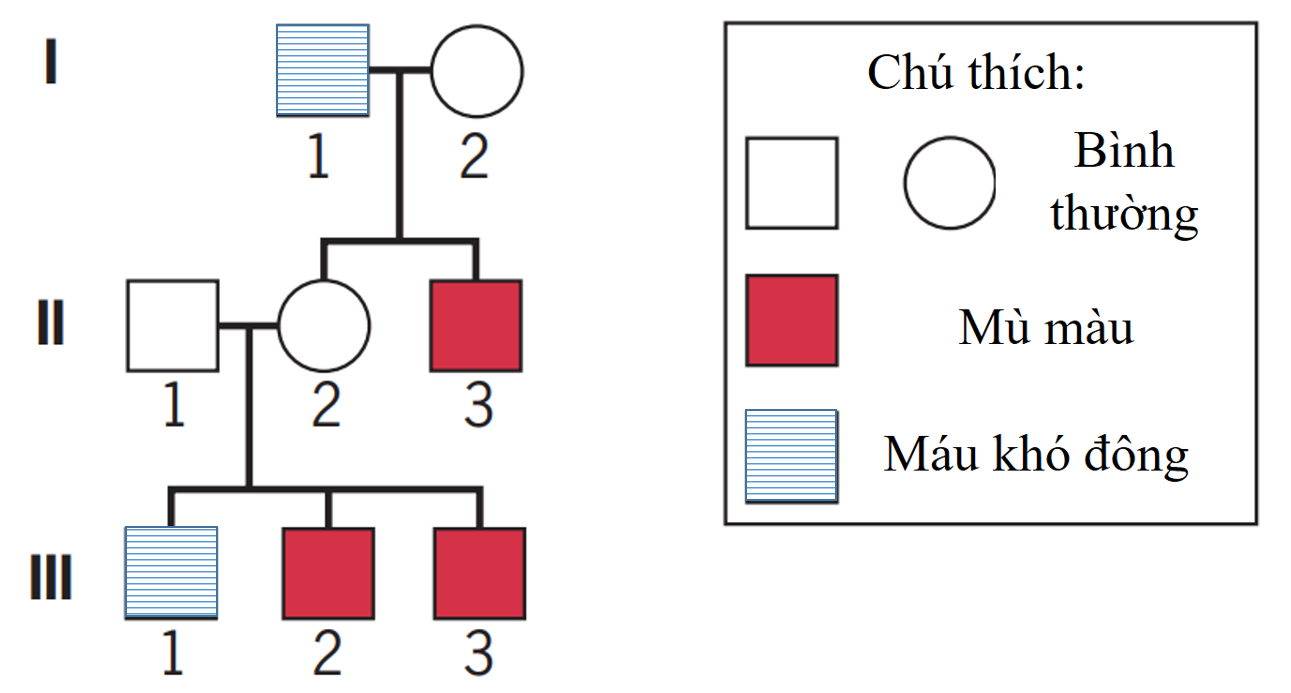 Phả hệ dưới đây thể hiện sự di truyền của bệnh mù màu và máu khó đông trong một gia đình. Cả hai bệnh này đều do gene  lặn nằm ở vùng không tương đồng trên NST giới tính X. Có bao nhiêu người trong phả hệ này có thể xác định chính xác kiểu gene? (ảnh 1)