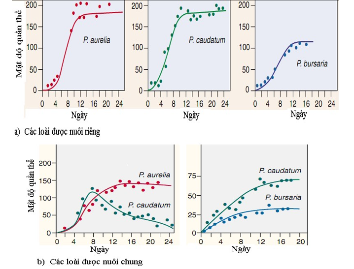 Khi nghiên cứu mối quan hệ sinh thái giữa các loài có quan hệ gần gũi, nhà khoa học Gause đã tiến hành nuôi 3 loài trùng cỏ: Paramecium aurelia, Paramecium bursaria, Paramecium caudatum có cùng nhu cầu dinh dưỡng và các nhân tố sinh thái cần thiết.  (ảnh 1)