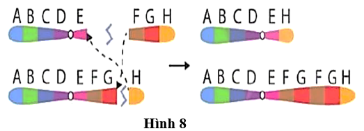 Hình 8 minh họa cho một cơ chế phát sinh đột biến cấu trúc nhiễm sắc thể (ảnh 1)