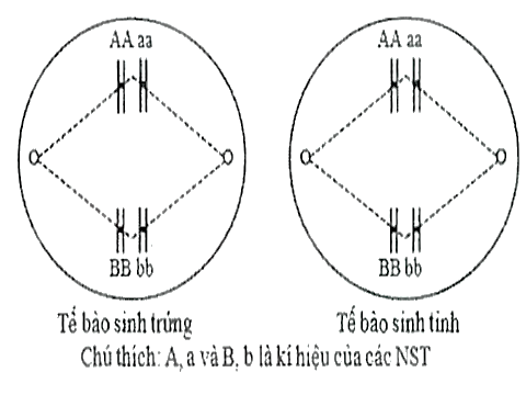 Hình mô tả một giai đoạn của 2 tế bào cùng loài đang trong quá trình giảm phân. Giả sử tế bào sinh trứng có 1 cặp nhiễm sắc thể (NST) không phân li trong giảm phân 1, giảm phân 2 bình thường; tế bào sinh tinh giảm phân bình thường (ảnh 1)