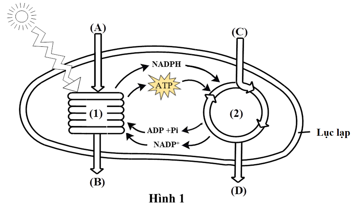 Hình dưới đây mô tả mối quan hệ giữa pha sáng và pha tối ở một loài thực vật C3. Kí hiệu (1), (2) lần lượt là pha sáng và pha tối của quang hợp. (A), (B), (C), (D), (E), (F) là các nguyên liệu hoặc sản phẩm ở hai pha của quá trình quang hợp. (ảnh 1)