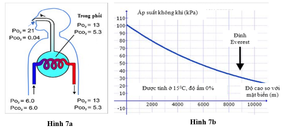 H&igrave;nh 7a minh họa về qu&aacute; tr&igrave;nh trao đổi kh&iacute; trong phổi của động vật c&oacute; v&uacute;, &aacute;p suất ri&ecirc;ng phần của kh&iacute; O2 v&agrave; CO2 trong m&aacute;u động mạch phổi (ảnh 1)
