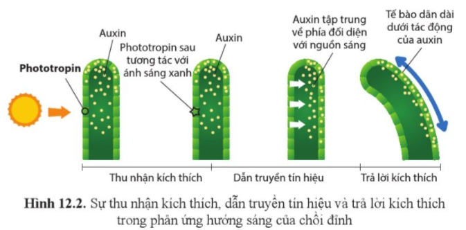 Hình dưới mô tả các giai đoạn trong phản ứng hướng sáng ở chồi đỉnh. Quá trình này gồm bao nhiêu giai đoạn? (ảnh 1)