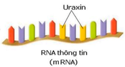 H&igrave;nh b&ecirc;n m&ocirc; tả cấu tr&uacute;c của một loại nucleic acid.   Loại ph&acirc;n tử n&agrave;y c&oacute; chức năng A. d&ugrave;ng l&agrave;m khu&ocirc;n cho qu&aacute; tr&igrave;nh dịch m&atilde;. 	 (ảnh 1)