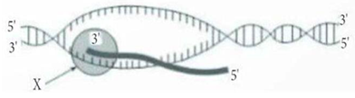 Hình vẽ dưới đây mô tả một cơ chế di truyền cấp độ phân tử đang diễn ra. Cấu trúc X trên hình vẽ là   A. RNA polymerase. 	B. DNA polymerase. 	C. DNA ligase. 	D. Ribosome. (ảnh 1)