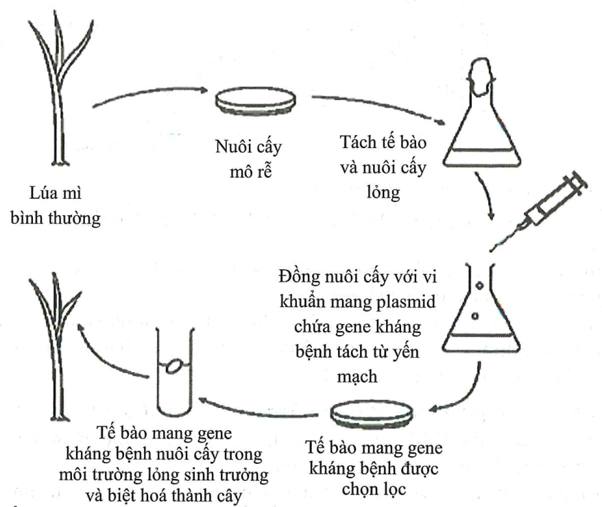 “Take-all” là bệnh ở lúa mì do nấm gây ra, nó có thể gây ra thiệt hại nghiêm trọng ảnh hưởng đến năng suất vụ mùa.  (ảnh 1)