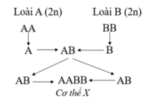 Hình bên mô tả cơ chế hình thành thể đột biến X từ hai loài lưỡng bội. Cơ thể X gọi là: A. Thể tứ bội 	 B. Thể song nhị bội 	 C. Thể dị bội 	 D. Thể lưỡng bội. (ảnh 1)