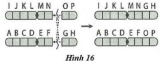 Hình 16 mô tả cơ chế phát sinh dạng đột biến cấu trúc NST nào sau đây? A. mất đoạn. B. chuyển đoạn. C. đảo đoạn. D. lặp đoạn. (ảnh 1)
