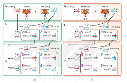 Khi nghiên cứu về sự di truyền màu sắc của một loài ruồi giấm, Morgan tiến hành thí nghiệm sau: (ảnh 1)