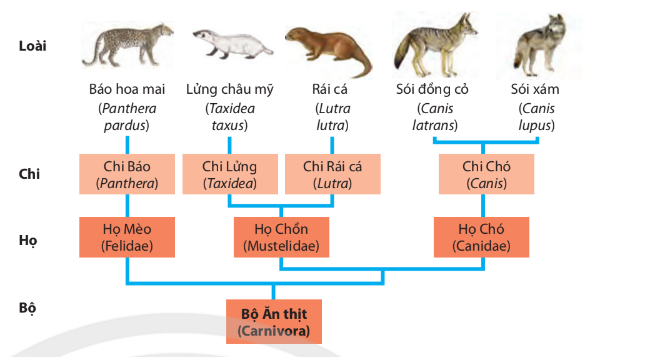 Quan sát sơ đồ cây phát sinh chủng loại của Bộ ăn thịt, mỗi nhận định sau đây là đúng hay sai? (ảnh 1)