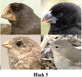 Quần đảo Galápagos là nơi sinh sống của nhiều loài chim sẻ, được biết đến như một ví dụ kinh điển minh họa cho quá trình tiến hóa và hình thành quần thể thích nghi. (ảnh 1)