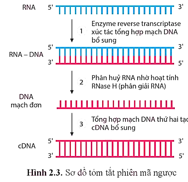 Hình sau đây mô tả quá trình phiên mã ngược, nhận định nào dưới đây đúng? (ảnh 1)