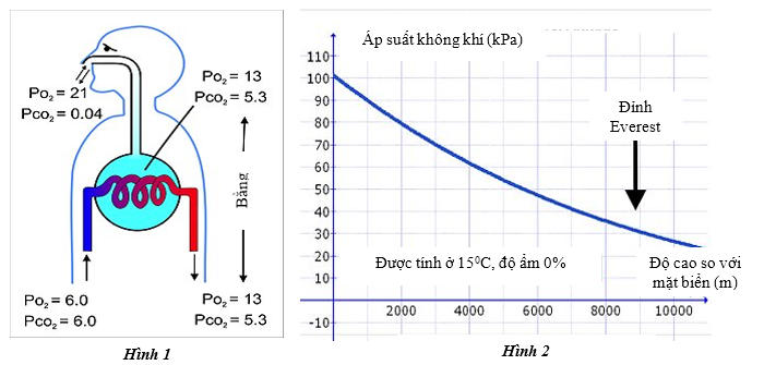 Hình 1 minh họa về quá trình trao đổi khí trong phổi của động vật có vú, độ căng khí máu trong động mạch phổi (chiều mũi tên đi vào phổi) và máu tĩnh mạch phổi (chiều mũi tên rời khỏi phổi) (đơn vị tính kPa). (ảnh 1)