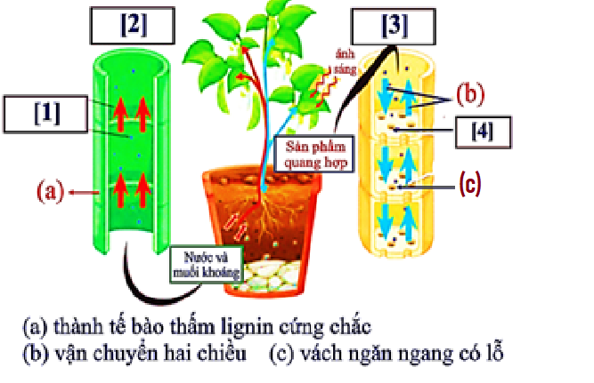 Sơ đồ dưới đây tóm tắt quá trình vận chuyển các chất trong cây, cho biết (3) và (4) là các dòng vận chuyển, (1) và (4) là các chất được vận chuyển. Có bao nhiêu phát biểu sau đây đúng?  (ảnh 1)